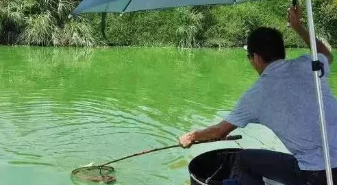深度解读钓鱼艺术：欢乐大师揭秘独门钓大鱼绝技与精细技巧全面剖析盛会