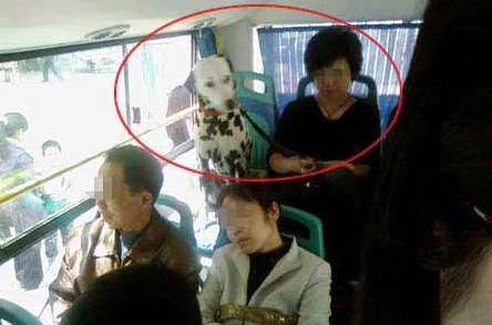公交车上刺激做爰在线观看，乘客目睹惊人一幕：竟有人在车厢内公然进行不雅行为，引发众人围观！