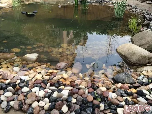 www.蝌蚪窝：了解蝌蚪的成长过程及其在生态系统中的重要性，让我们一起探索水生生物的奇妙世界