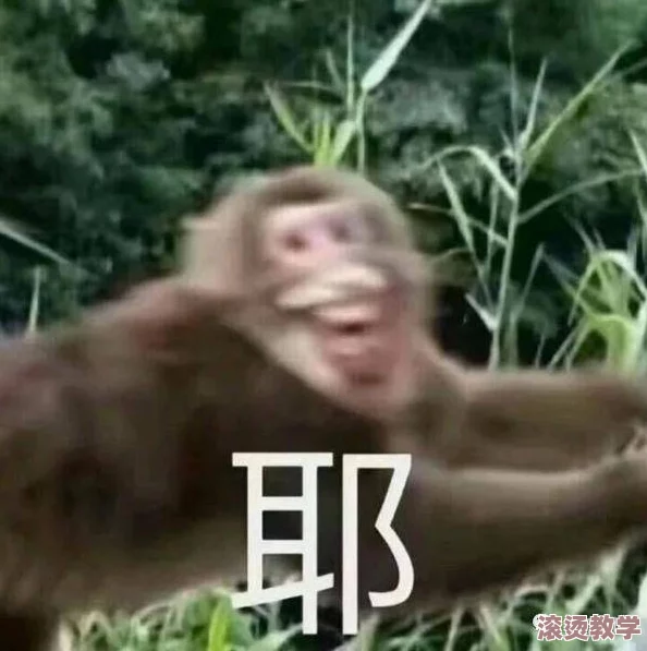 动漫二人生猴子全程不盖被子，搞笑场景引发网友热议，纷纷分享自己的奇葩经历与感受