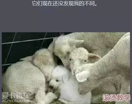 荒原上的小宠物：意想不到的大作用，探索自然与生命的奇妙联结