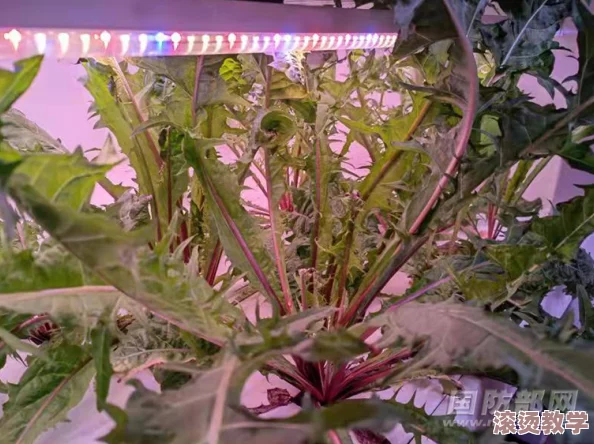 樱桃视频大全：了解樱桃的种植技巧、品种介绍及其营养价值，带您深入樱桃世界的精彩内容