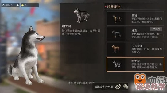 明日之后游戏中哈士奇宠物拥有哪些独特技能解析