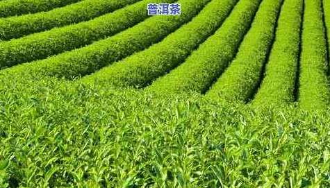 嫩叶草转换路线：解析嫩叶草在生态系统中的生长过程及其对环境变化的适应能力与影响