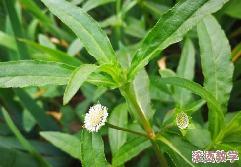 嫩叶草转换路线：解析嫩叶草在生态系统中的生长过程及其对环境变化的适应能力与影响