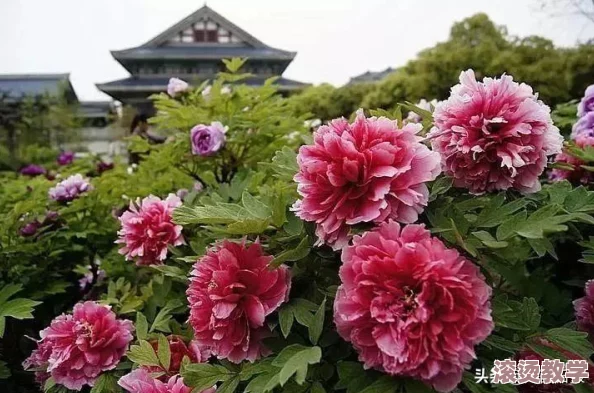 深度解析：梦幻西游手游玩家为何热衷于参与牡丹花开活动