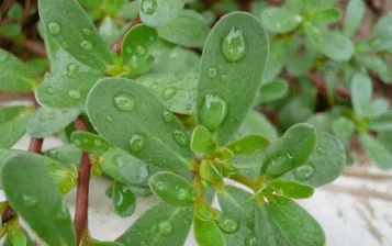 吃花核心舌：解密这种独特植物的营养价值与药用潜力，探讨其在传统文化中的应用与现代饮食中的角色