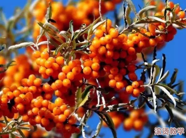 吃花核心舌：解密这种独特植物的营养价值与药用潜力，探讨其在传统文化中的应用与现代饮食中的角色