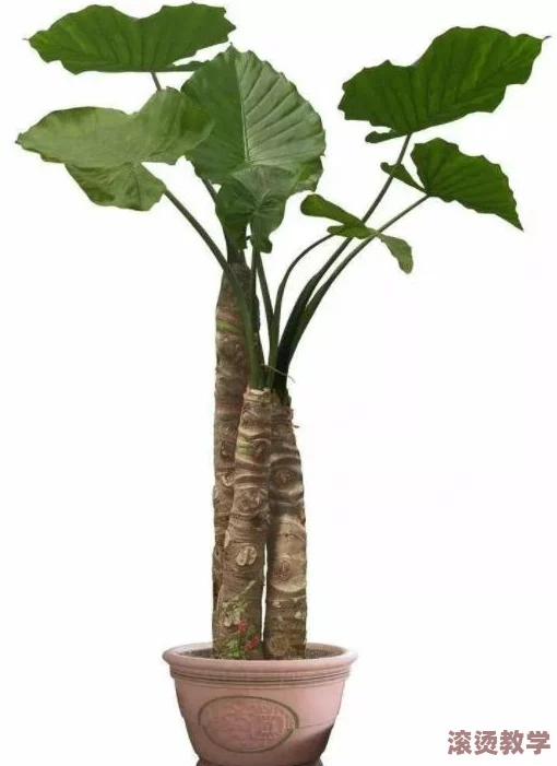 含羞草实验究究所隐藏路线，惊现意外发现：科学家揭开植物智慧的神秘面纱！